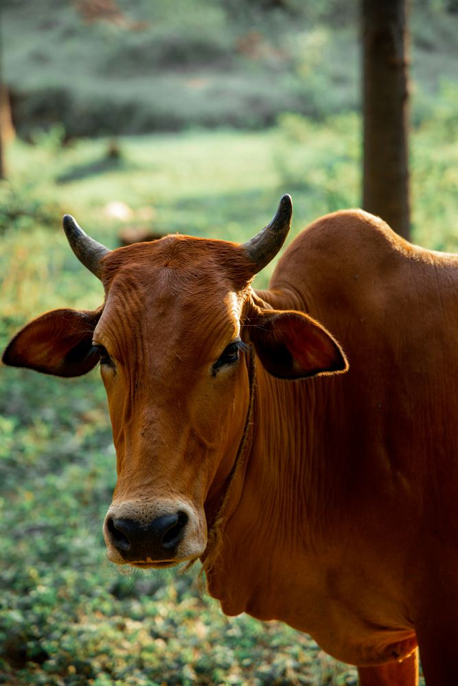 Cattle products