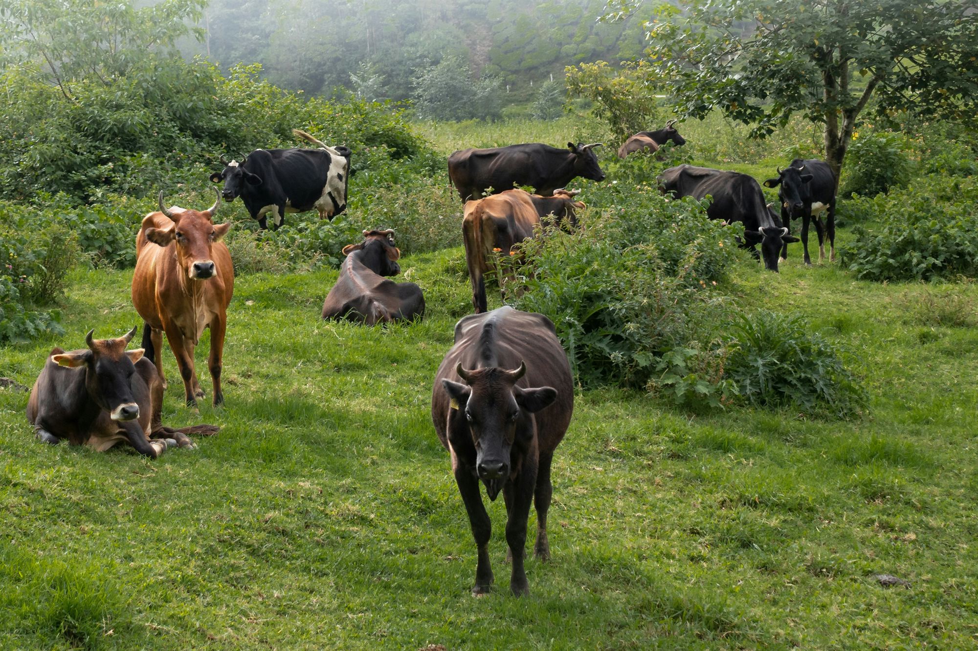 Herd of healthy cattle