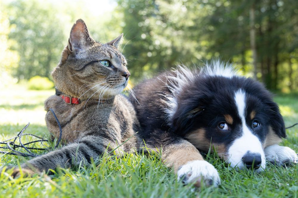 Pets products