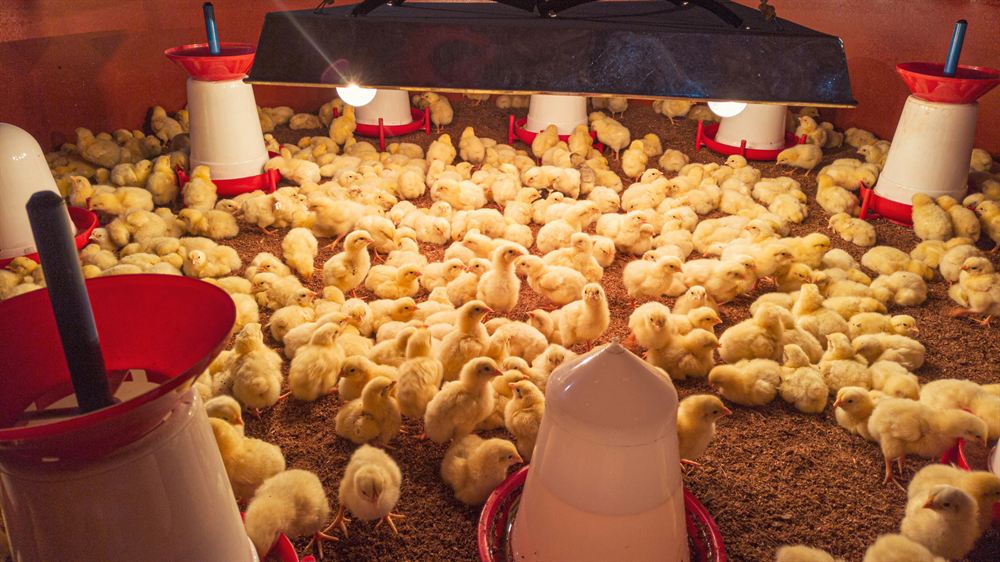Poultry products